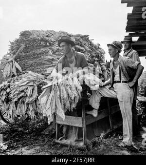 Farm Workers Grade Tobacco In Zimbabwe Stock Photo Alamy