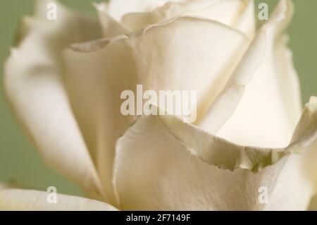 Rose Flower Fragment Macro Shot Local Focus Stock Photo Alamy