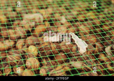 Helix Aspersa Muller Maxima Snail Organic Farming Snail Farming