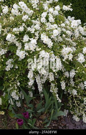 Spring Flowering Shrub Exochorda Snow White White Flowering