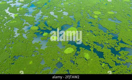 Aerial Drone Of Of Lake Baloi With Mangrove Green Tree Forest Mindanao