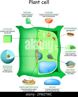 Plant Cell Structure Vector Diagram Anatomy Of A Biological Cell With