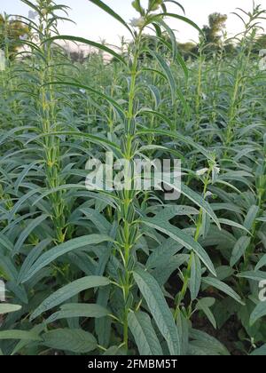 Sesame Seed Farm Sesamum Crops Growing In Green Farmland Till