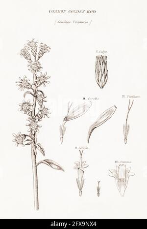 Old Botanical Illustration Engraving Of Goldenrod Solidago Virgaurea