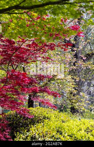 Japanese Red Maple At Sunny Summer Day In Park Small Grip Stock Photo