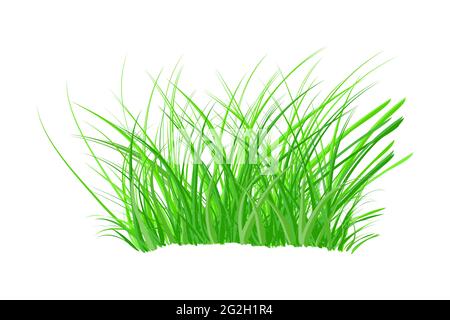 Realistic Reed Sedge And Grass Isolated 3d Vector Type Of Tall