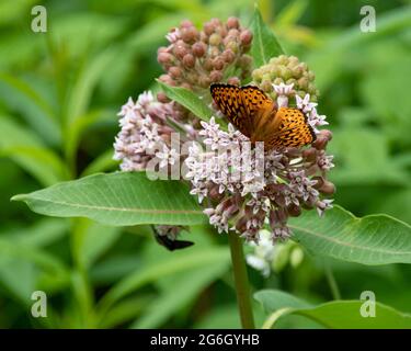 Common Milkweed Flower Stock Photo Alamy