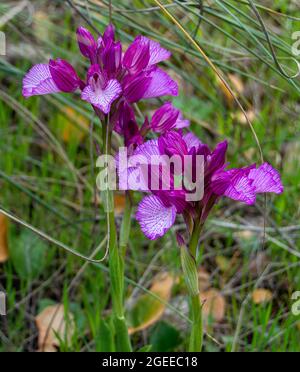 Butterfly Orchid Orchis Papilionacea Sierra Tejeda National Park