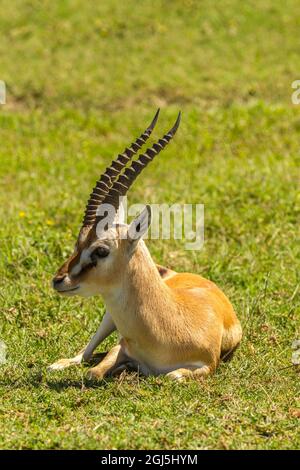 Tanzania Ngorongoro Crater Grant S Gazelle Nanger Granti Stock Photo