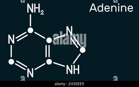 Adenine A Adenine Purine Nucleobase Molecule Base Present In Dna