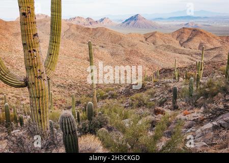 Bird Nest In Saguaro Cactus Tucson Arizona Stock Photo Alamy