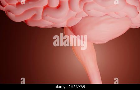 Medulla Oblongata Illustration Stock Photo Alamy