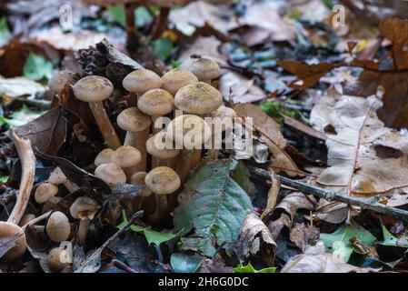 Immature Honey Fungus Armillaria Mellea On Birch Stock Photo Alamy