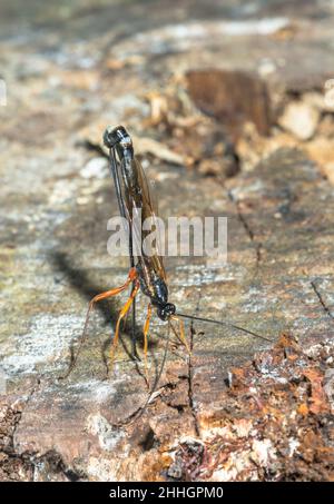 Large Parasitic Darwin Wasp Dolichomitus Cf Tuberculatus Cleaning