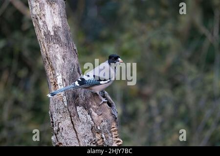 Black Headed Jay Garrulus Lanceolatus Uttarakhand India Stock Photo