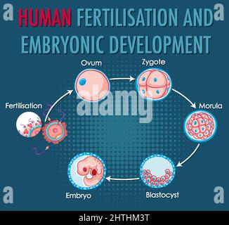 Human Fertilisation Embryonic Development In Human Infographic Illustration Stock Vector Image