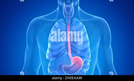 Esophagus Or Oesophagus D Rendering Illustration Close Up With Male