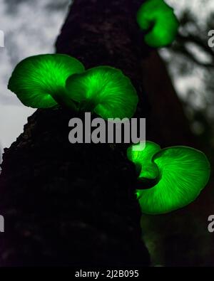 The Ghost Mushroom Omphalotus Nidiformis Is A Bioluminescent Fungus