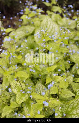 Brunnera Macrophylla Alexander S Great Siberian Bugloss Stock Photo