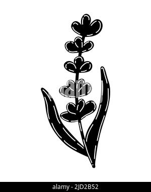 Lavender Plant Icon Cartoon Of Lavender Plant Vector Icon For Web