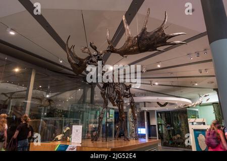 Giant Deer Or Irish Elk Skeleton Megaloceros Giganteus On Display In