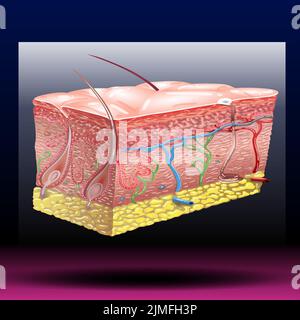 Skin Anatomy Human Normal Skin Dermis Epidermis Adipose Layers Recent