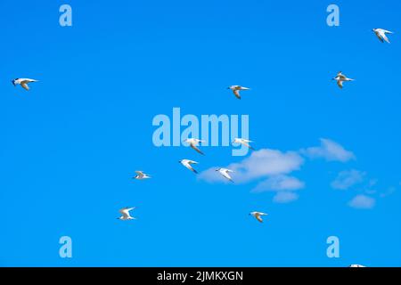 Sea Gulls In Flight Against A Blue Summer Sky Stock Photo Alamy