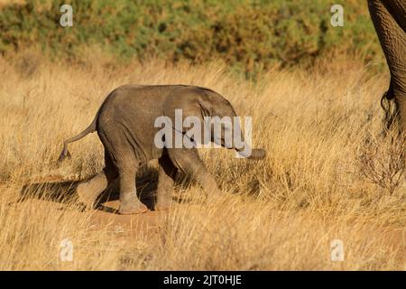 African Elephant Loxodonta Africana Immature Male Drinking With