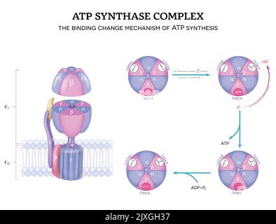 Mechanism Of ATP Synthase The Binding Change Mechanism For ATP