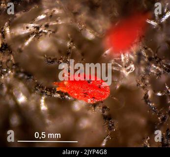 Twospotted Spider Mite Tetranychus Urticae On An Apple Tree Bud At