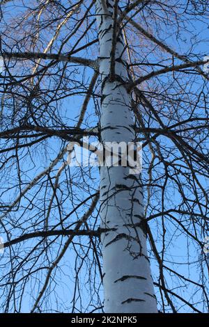 Bottom Of Large Tree Trunk Stock Photo Alamy