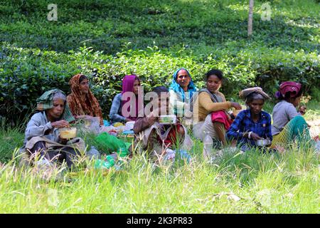 Bangladesh September 27 2022 Tea Plantation Worker Picks Tea Leaves