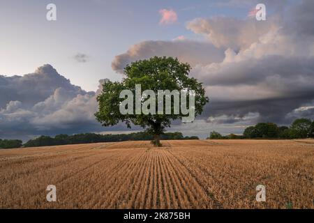 Lone Tree In A Ploughed Field Farnsfield Nottinghamshire England UK