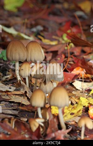 Mushrooms Amongst Leaf Litter Stock Photo Alamy