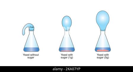 Yeast Respiration Experiment Vector Illustration Stock Vector Image