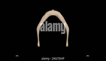 Anatomy Of Human Hyoid Bone And Muscles Anterior View Stock Photo Alamy