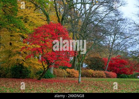 Spectacular Autumn Colour On The Acer Trees At Stourhead Gardens