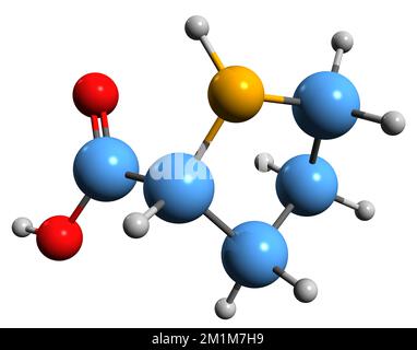 Proline L Proline Pro Proteinogenic Amino Acid Molecule Skeletal