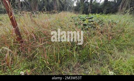 The Bushy Tropical Environment Vegetation Along The Oil Palm Plantation