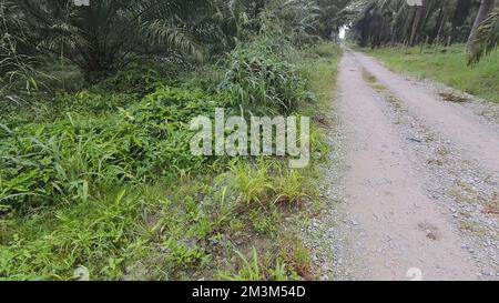 The Bushy Tropical Environment Vegetation Along The Oil Palm Plantation