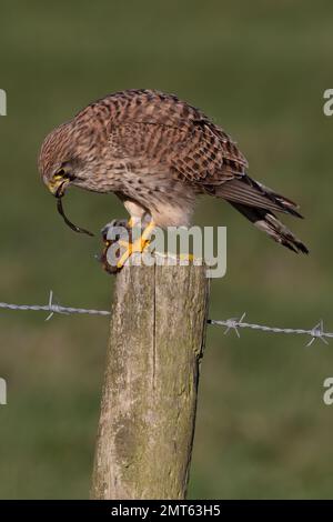 Kestrel Falco Tinnunculus Eating A Vole Norfolk UK Summer Stock