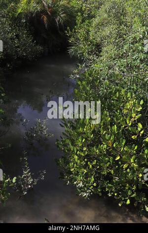 Lush Green Mangrove Forest At Henry S Island Near Bakkhali Sea Beach