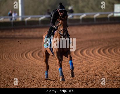 The Saudi Cup Contender Taiba Gallops In The Morning Track Work At The