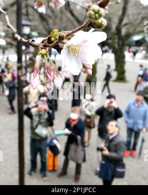 Sample Tree Of Somei Yoshino Cherry Blossoms At Yasukuni Shrine In