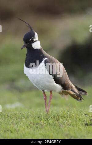 Northern Lapwing Vanellus Vanellus Adult At Moorland Edge Swaledale