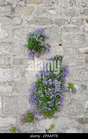 Cracked Wall Texture With Bricks And Plant Stock Photo Alamy