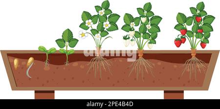 Strawberry Plant Growth Stages Illustration Stock Vector Image Art