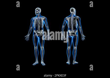 Accurate Xray Of Anterior View Of Full Human Skeletal System With Adult