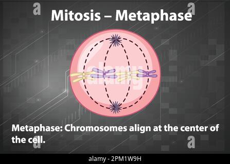 Process Of Mitosis Metaphase With Explanations Illustration Stock