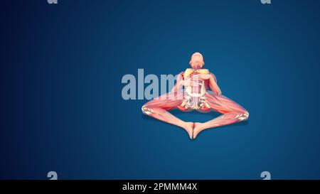 D Human Supta Baddha Konasana Or Reclining Bound Angle Variation Pose